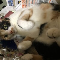 めめ