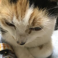 まるこ