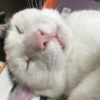 おにい