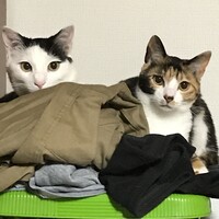 あくび
