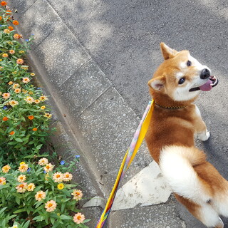 応募多数の為一旦止めさせていただきます。柴犬２歳