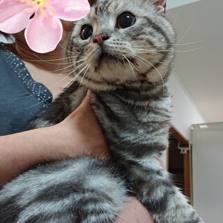 大人しく人懐こい七夢(ななむ)くんに家族を！