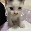 8月中旬生まれオス子猫げんきくん