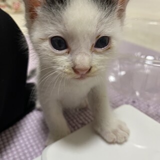 8月中旬生まれオス子猫げんきくん