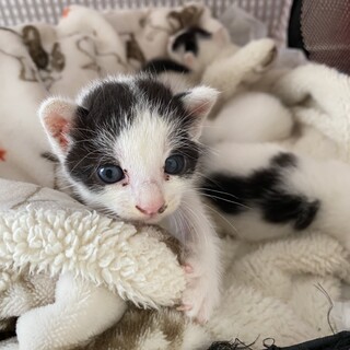 ８月中旬生まれオス子猫まるちゃん