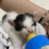 ８月中旬生まれオス子猫まるちゃん サムネイル2