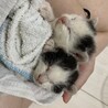 ８月中旬生まれオス子猫まるちゃん サムネイル3