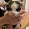 ８月中旬生まれオス子猫まるちゃん サムネイル5