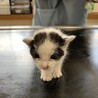 ８月中旬生まれオス子猫まるちゃん サムネイル6