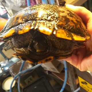 イシガメぽい混雑