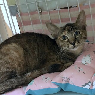 むぎわら柄　穏やかな甘えん坊