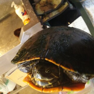 ミドリカメ、30センチ