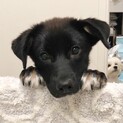 野犬の子 生後7ヶ月 人慣れしてます【アサリ】