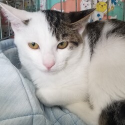 みんにゃの家 保護猫の譲渡会