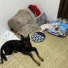 同居犬増えました