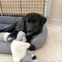 野犬の子 生後4ヶ月 やる気のない顔【おにぎり】