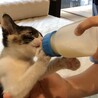 ペコ