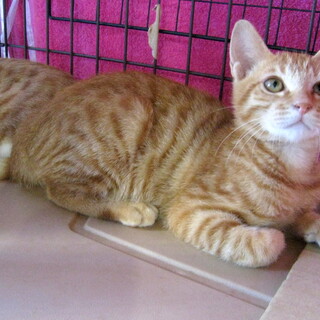 全身茶トラの可愛い男の子♪