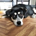 野犬の子生後7ヶ月ブラックタン美人さん【ウニ】