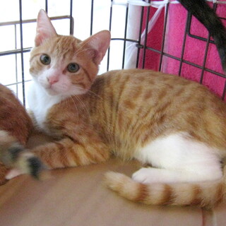 4兄弟の茶白君♂（生後4か月くらい）