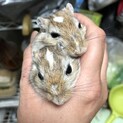 スナネズミ（ジャービル）