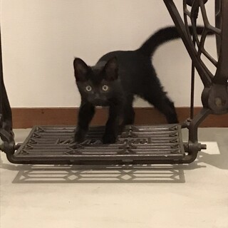 生後3ヶ月前後の黒猫(女の子)です
