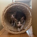 1月半の子猫のオスメス。