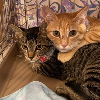 茶トラの寿々♂＆キジトラの結♀