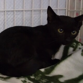 黒猫の可愛い女の子♪（生後4か月