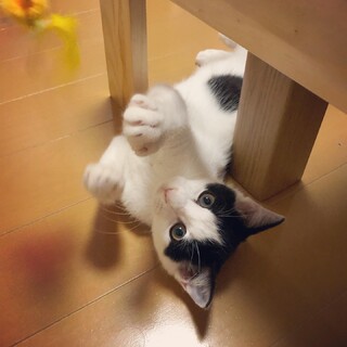 ハチワレ「しんじ」里親様募集♪