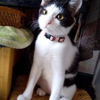 可愛い白黒模様の女の子♪