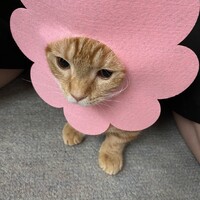きなこ