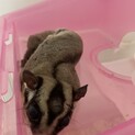 フクロモモンガの里親募集