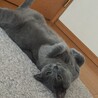 ゴローンゴローン♪