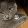 アルミホイルボール。ボクの。