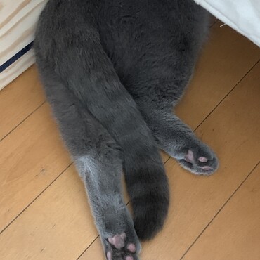 にくきゅう