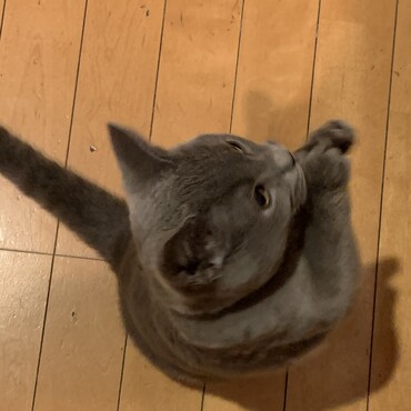 チョーダイチョーダイ