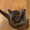 チョーダイチョーダイ