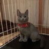 うちの子になった日