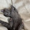 まだまだ小さい