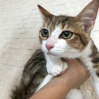 里親決定しました