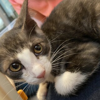 里親決定しました