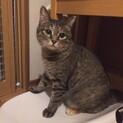 まんまるコロコロかわいいマカロン
