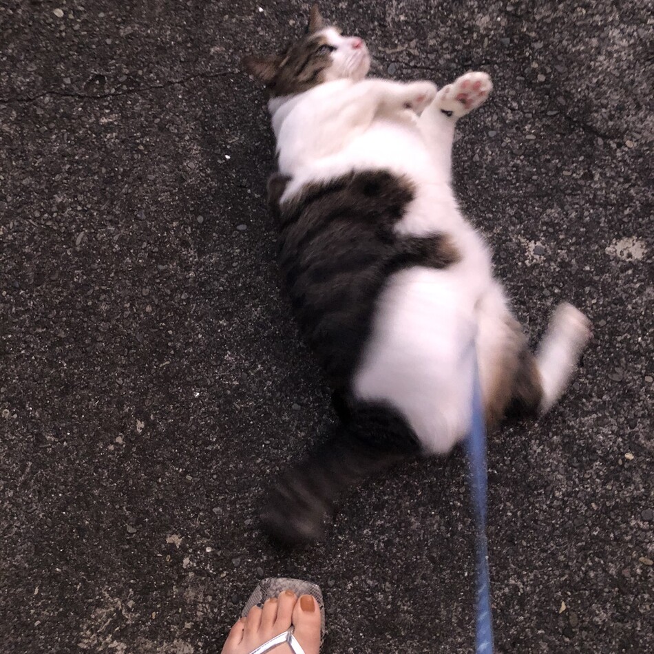 琥珀のカバー写真