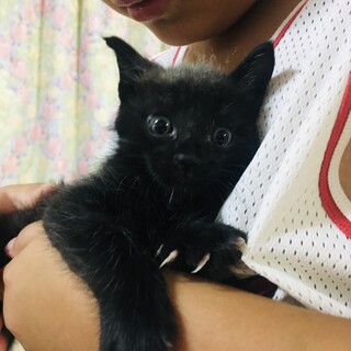 黒子猫の里親募集