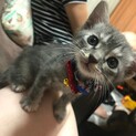 家族になってくれる方 探しています。