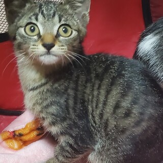 猫大好き！ビビリで甘えん坊の『たもつ君』