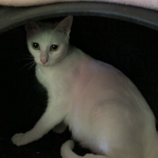 真っ白なママ猫