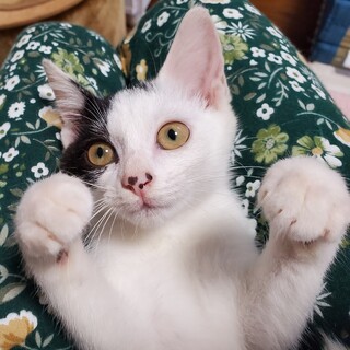 脱力系♥ゴロゴロさんの『ひさこちゃん』