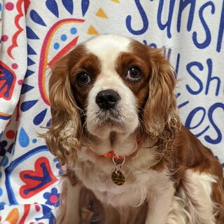 寝ることがが大好きなキャバリア♀シェリー